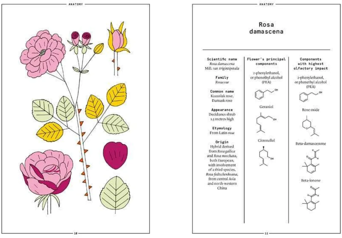 Boeken | Perfume Lounge Damask Rose in perfumery