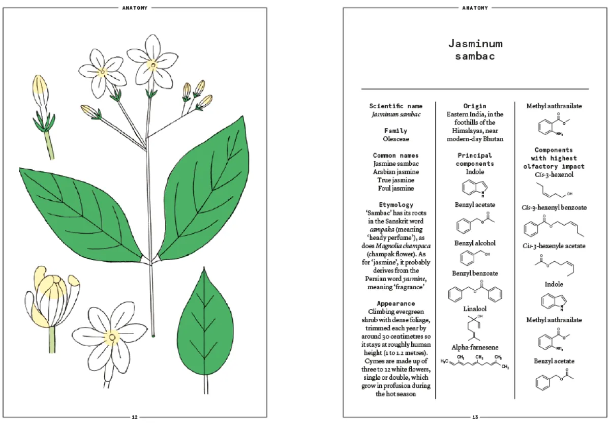 Boeken | Perfume Lounge Jasmine Sambac in perfumery