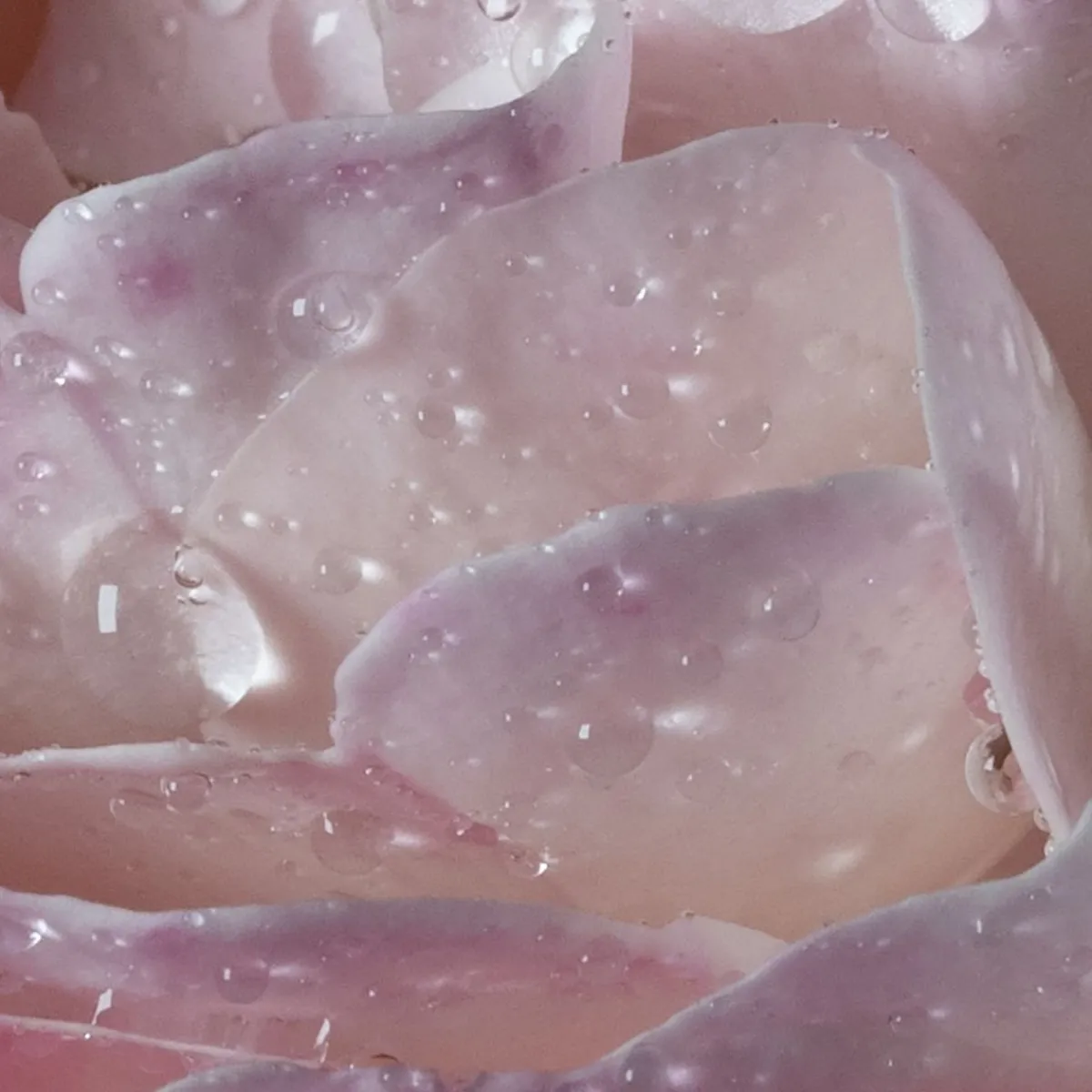 Francis Kurkdjian | Vrolijk | Perfume Lounge l'eau A la rose - eau de toilette