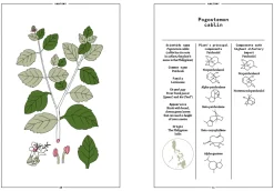 Boeken | Perfume Lounge Patchouli in perfumery